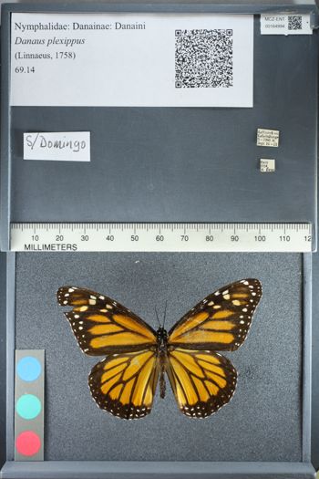 Media type: image;   Entomology 164994